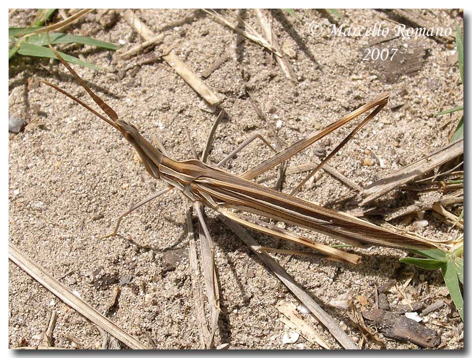 Truxalis nasuta (Acrididae) in Sicilia